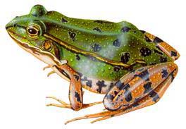 image d'une grenouille verte