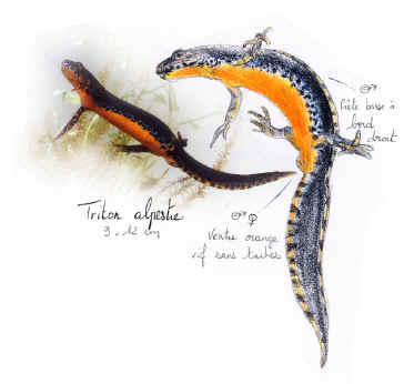 dessin d'un triton alpestre