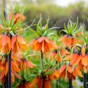 fritillaires imperiale