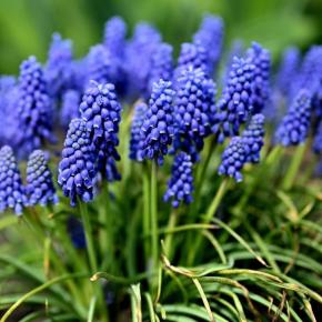 Muscari