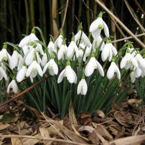 Perce-neige